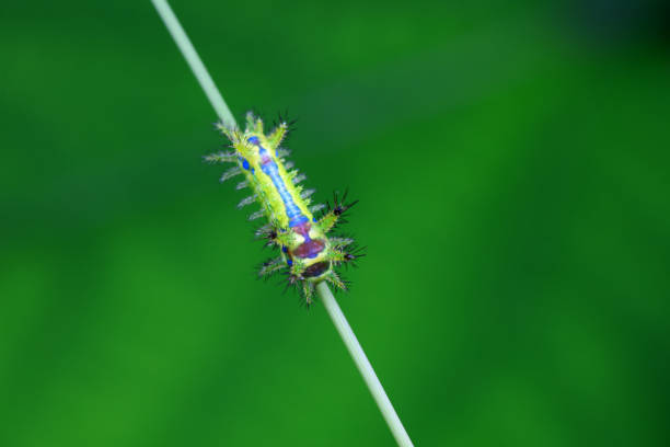 [b]More caterpillars:[/b]\n\n[url=/search/lightbox/5204899][IMG]http://i262.photobucket.com/albums/ii96/arlindo71/c.jpg[/IMG] [/url]\n\n[b]Other insects:[/b]\n\n[url=/search/lightbox/5204894][IMG]http://i262.photobucket.com/albums/ii96/arlindo71/b.jpg[/IMG] [/url][url=/search/lightbox/5204902][IMG]http://i262.photobucket.com/albums/ii96/arlindo71/a.jpg[/IMG] [/url][url=/search/lightbox/5204906][IMG]http://i262.photobucket.com/albums/ii96/arlindo71/l.jpg[/IMG] [/url][url=/search/lightbox/5204920][IMG]http://i262.photobucket.com/albums/ii96/arlindo71/f.jpg[/IMG] [/url][url=/search/lightbox/5204922][IMG]http://i262.photobucket.com/albums/ii96/arlindo71/w.jpg[/IMG] [/url][url=/search/lightbox/5204924][IMG]http://i262.photobucket.com/albums/ii96/arlindo71/bt.jpg[/IMG] [/url][url=/search/lightbox/5204928][IMG]http://i262.photobucket.com/albums/ii96/arlindo71/m.jpg[/IMG] [/url][url=/search/lightbox/5204929][IMG]http://i262.photobucket.com/albums/ii96/arlindo71/s.jpg[/IMG] [/url][url=/search/lightbox/5204931][IMG]http://i262.photobucket.com/albums/ii96/arlindo71/bl.jpg[/IMG] [/url][url=/search/lightbox/5204933][IMG]http://i262.photobucket.com/albums/ii96/arlindo71/h.jpg[/IMG] [/url][url=/search/lightbox/5205060][IMG]http://i262.photobucket.com/albums/ii96/arlindo71/Insects.jpg[/IMG][/url]