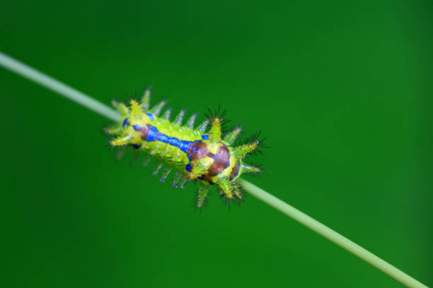 Three silkworms on green background.