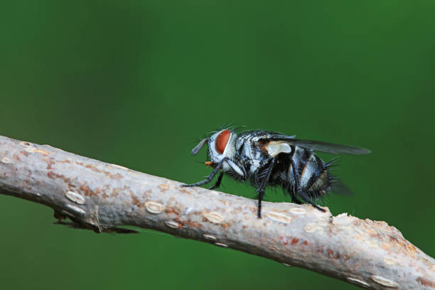 Close-up macro shot of a common housefly (Musca domestica) resting on a light-colored textured wall. The detailed image captures the fly’s distinct red compound eyes, transparent wings, and fine body hairs. Ideal for educational, scientific, pest control, or nature-related content.