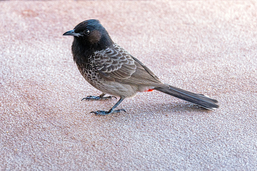 Close up of red-vented bulbul, Pycnonotus cafer. Invasive species on Oahu, Hawaii where this photo was taken.