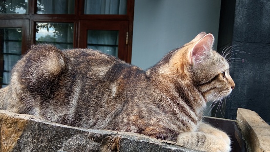 Tabby cat sitting on the fence