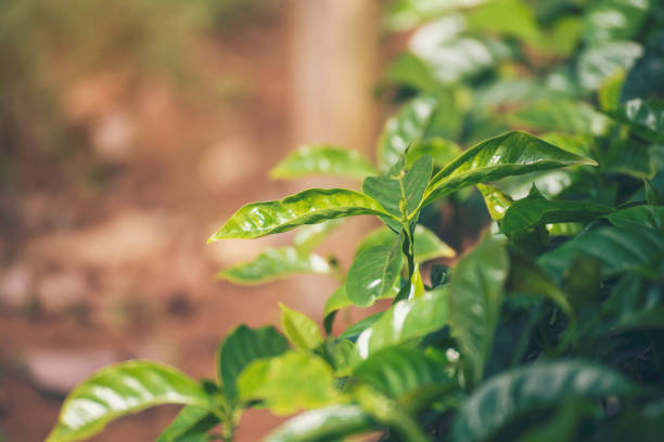 banner agriculture green coffee tree growing berry bean plant. coffee tree farm growth in eco organic garden. panorama fresh coffee bean green leaf bush berry plant arabica garden with copy space - kona coffee fotografías e imágenes de stock