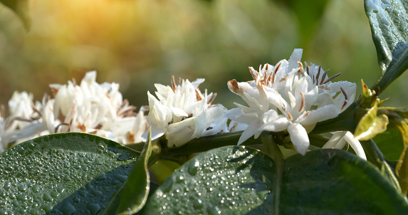 Coffee flower tree green nature white color blossom. White flower on coffee tree Robusta arabica berries on coffee farm garden. Fresh bean berry plantation. Agriculture growth in green organic farm