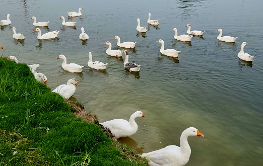 A beautiful ducks in pond at ahmedabad  gujarat