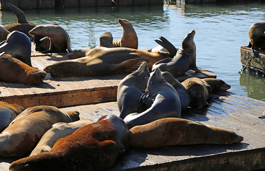 Wild seals on San Francisco Bay Area, California