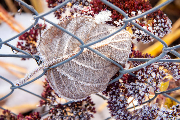 Snow covered leaves in Zurich, Switzerland