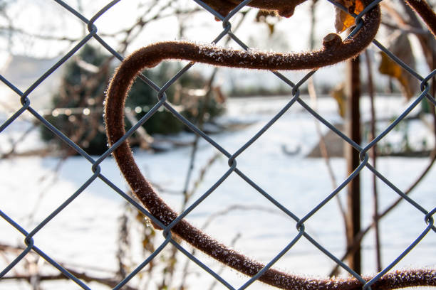 istock Snow-covered vine entangled wire mesh fence 2024217896