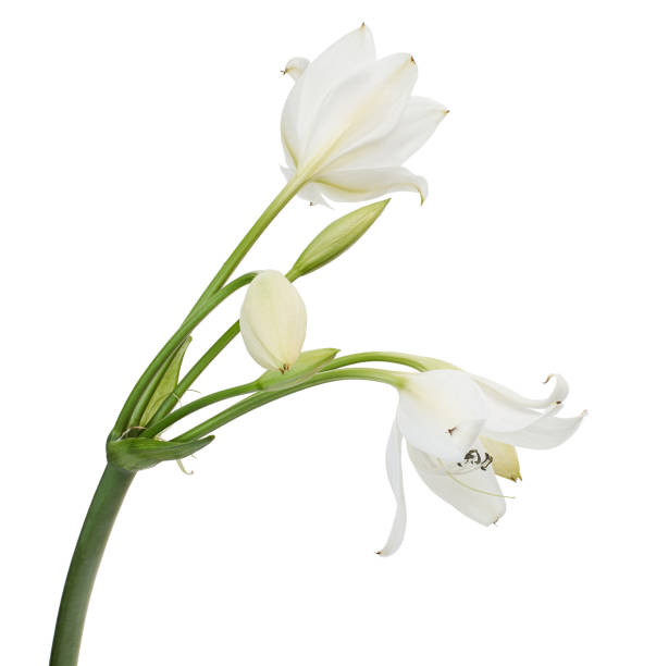 istock Crinum moorei flowers, Natal Lily, White Lily isolated on white background 2024225618