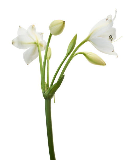 istock Crinum moorei flowers, Natal Lily, White Lily isolated on white background 2024225619