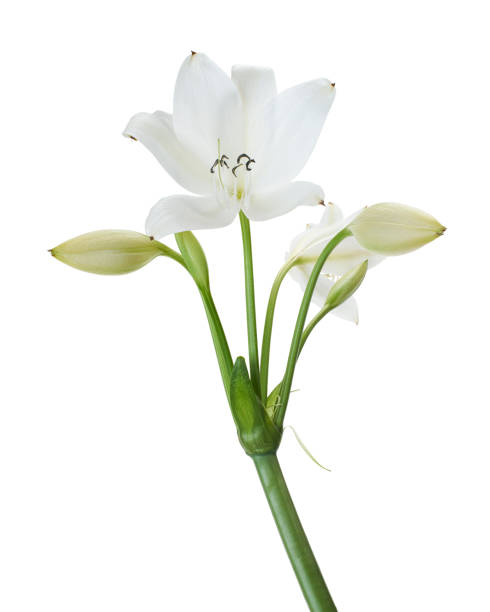 istock Crinum moorei flowers, Natal Lily, White Lily isolated on white background 2024227152