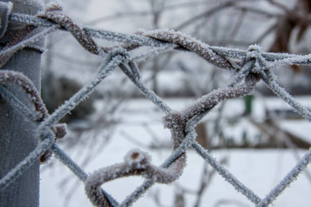Snow-covered vine entangled wire mesh fence
