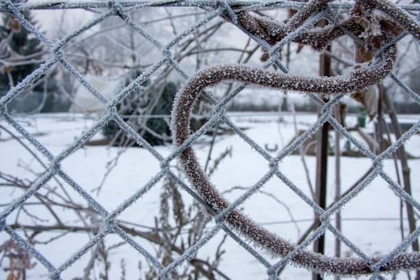 Snow-covered vine entangled wire mesh fence