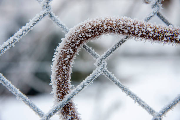 istock Snow-covered vine entangled wire mesh fence 2024229742