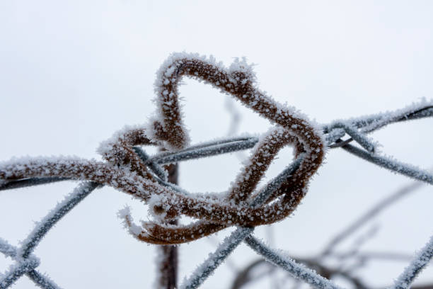 istock Snow-covered vine entangled wire mesh fence 2024230249