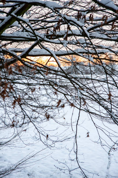Snow covered leaves in Zurich, Switzerland