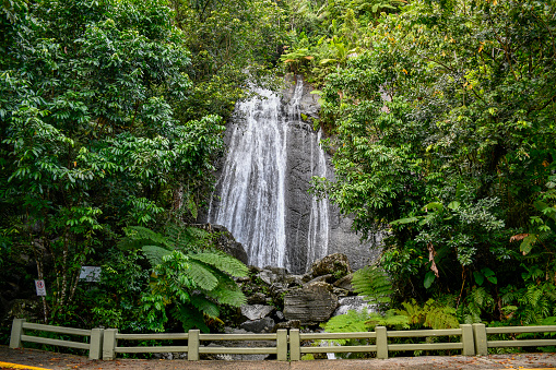Spectacular and popular roadside La Coca Falls in El Yunque Rainforest on the island of Puerto Rico, the only tropical rain forest in the United States National Forest System.