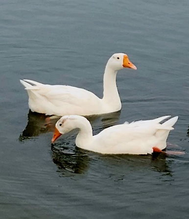 A beautiful ducks pair like quite couple in lake at ahmedabad , gujarat