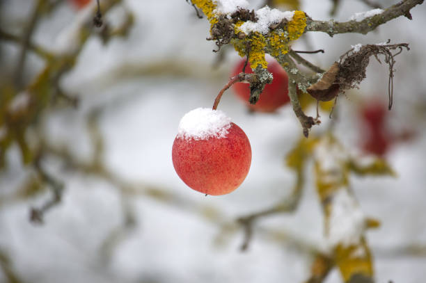 A close-up view captures intricate tree branches heavily laden with fresh snow, creating a beautiful winter pattern against a bright background. This serene scene evokes feelings of peace and the quiet stillness of nature during the cold season.