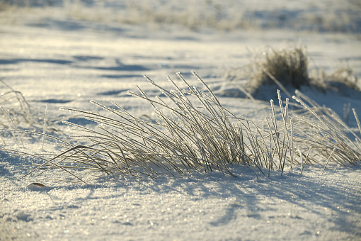 Wintry landscape with tall frost-covered grass protruding from beneath a blanket of snow, highlighted by the sunlight. Snow itself is smooth, glisten and sparkle