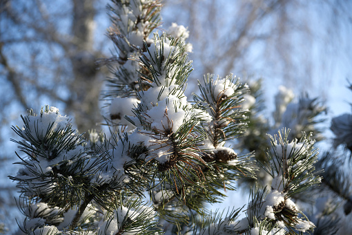 Tranquil winter scene with snow-covered branches of an evergreen pine tree