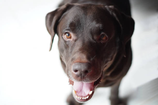 istock Close-up of chocolate labrador retriever relaxing 2024319977