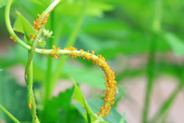 Small black aphids on young cherry tree leaves. Fruit tree pests.