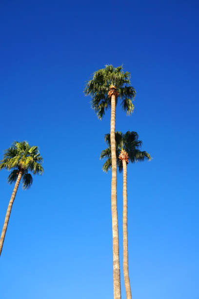 Los Angeles, California - January 7, 2025: Upward view of palm trees framing an office tower under a vibrant blue sky with wispy clouds, capturing the essence of Los Angeles.