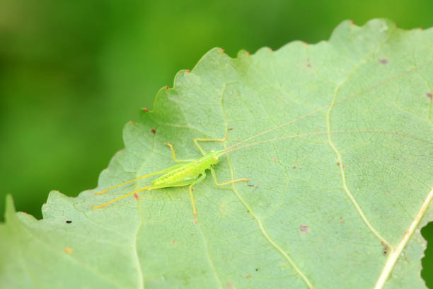 Katydid nymphs in the wild, North China