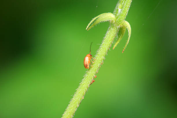 Leaf beetle on wild plants, North China