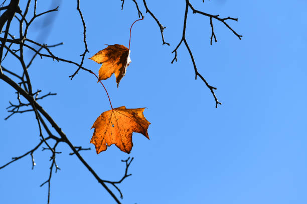 istock autumn leaves on the branches under sunny sky 2024325689