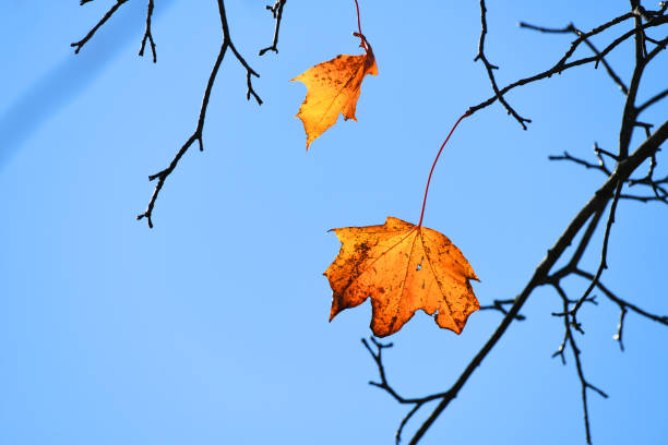 istock autumn leaves on the branches under sunny sky 2024325691