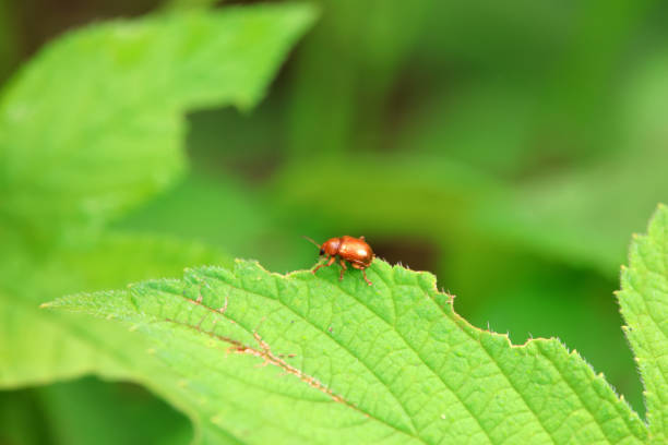 Leaf beetle on wild plants, North China
