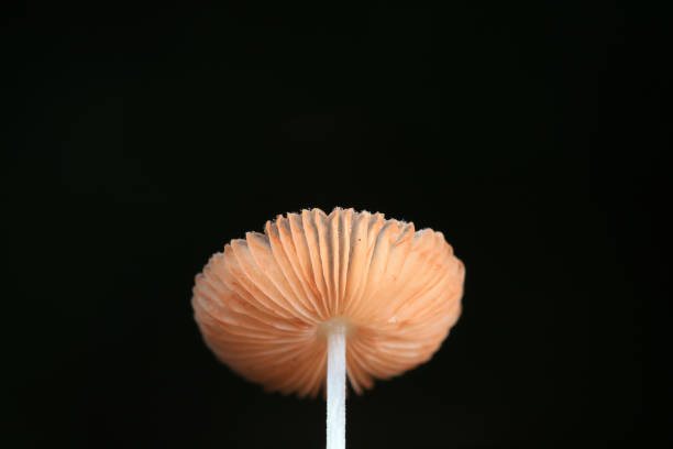 Wild mushrooms in the grass, North China