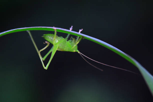 Tettigonia viridissima - a species of straight-winged insect from the grasshopper family Tettigoniidae. It occurs in Europe, Asia and northern Africa. Particularly common in Central Europe. Close-up