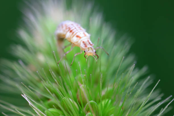 Chrysopid larvae - aphid lions in the wild, North China