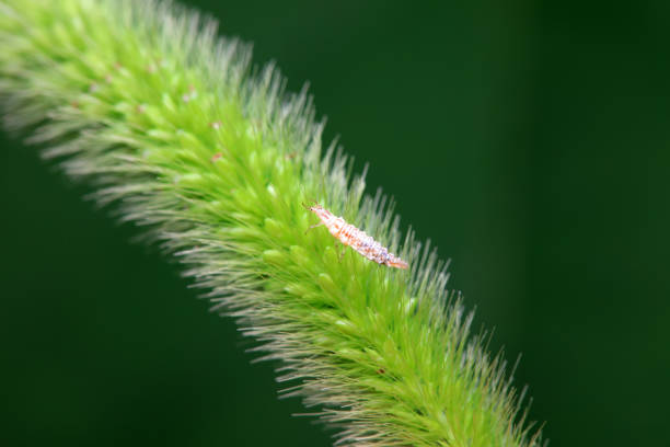 Chrysopid larvae - aphid lions in the wild, North China