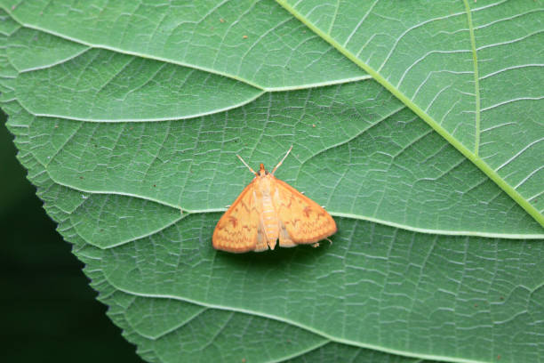 istock Lepidoptera insects in the wild, North China 2024342968