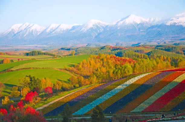 Summer Flower Fields in Biei, Hokkaido, Japan. Panoramic Flower Gardens Shikisai hill in Biei, Japan kamikawa district ishikari stock pictures, royalty-free photos & images