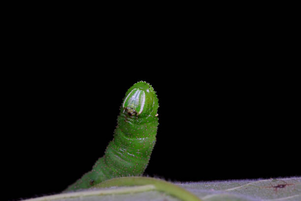 Horned Caterpillar - Mimicking a Snake - White Background - Tersa Sphinx Moth - Macro - Side Reaching
