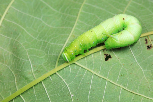 istock Lepidoptera larvae in the wild, North China 2024398100