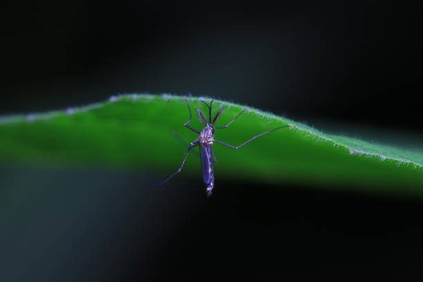 istock mosquito insect in the wild, North China 2024398101