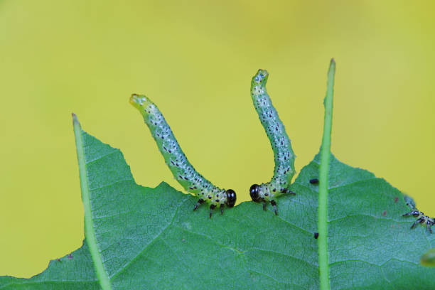 Leaf bee larvae on wild plants, North China