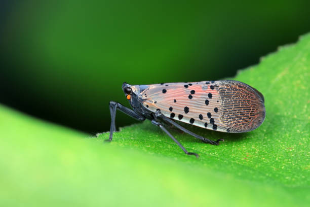 istock Hemiptera wax Cicadellidae insects on wild plants, North China 2024403757