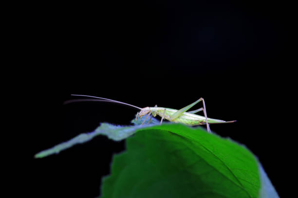 Swarming Locusts (Schistocerca) green grasshoper on a palm leaf