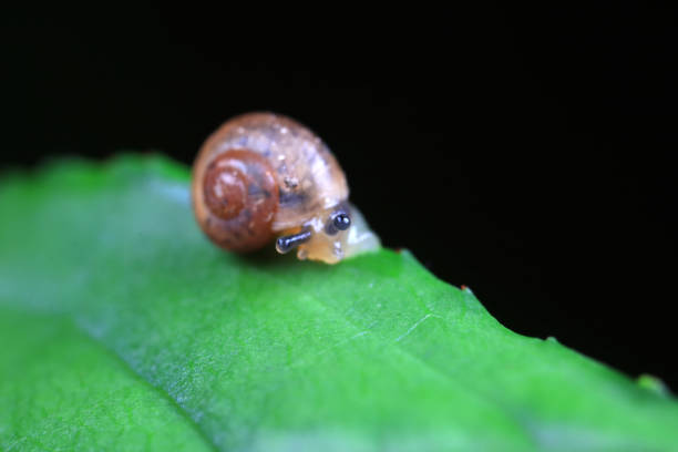 A Taiwanese mountain snail (Cyclotus taivanus taivanus) crawls on the wetland. The snail's shell sparkles, reflecting the surrounding greenery. Wulai District, New Taipei City.