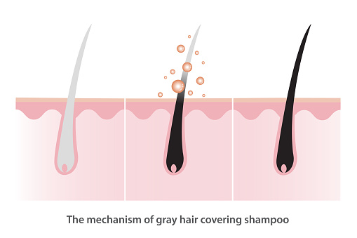 The mechanism of gray hair covering shampoo with scalp layer vector illustration isolated on white background. Herbal color serum, Coloring shampoo, hair care concept illustration.