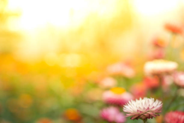 Nature spring background with abstract blurred green grass and flower background
