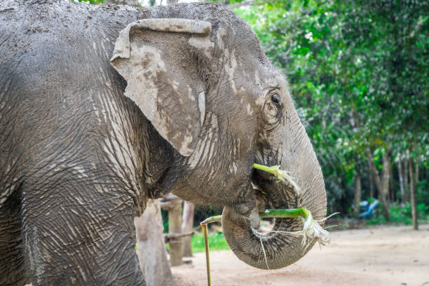 istock Portrait of elephant among trees 2024447505