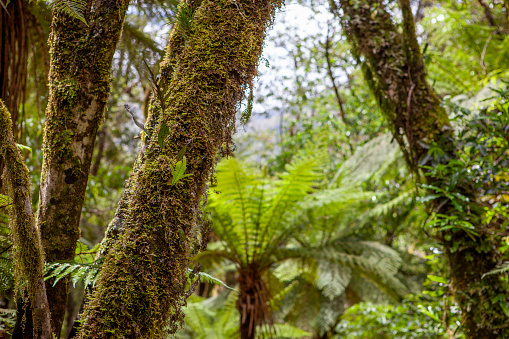 Alsophila tricolor (Cyathea dealbata,) silver fern, silver tree-fern, ponga or punga  in Westland Tai Poutini National Park, South Island, New Zealand