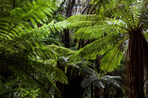 Alsophila tricolor (Cyathea dealbata,) silver fern, silver tree-fern, ponga or punga  in Westland Tai Poutini National Park, South Island, New Zealand